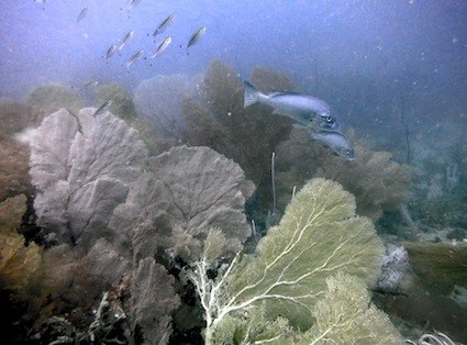 Dive Sites & Wrecks 27