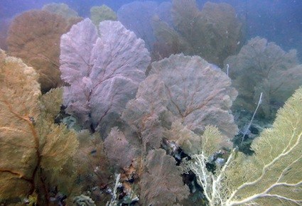 Dive Sites & Wrecks 28