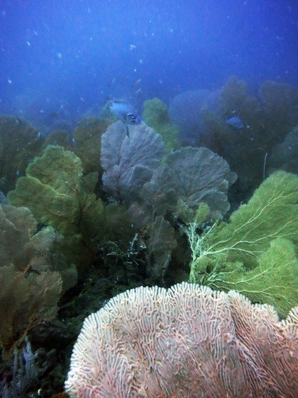 Dive Sites & Wrecks 29