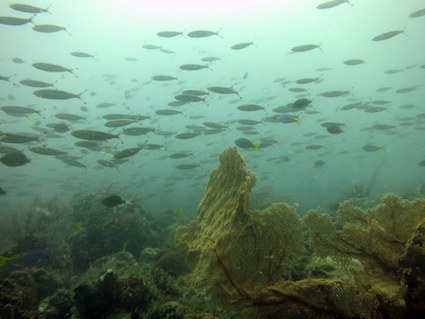 Dive Sites & Wrecks 31