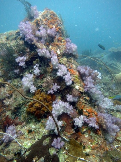 Dive Sites & Wrecks 32