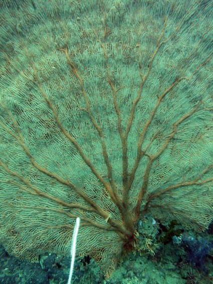 Dive Sites & Wrecks 33