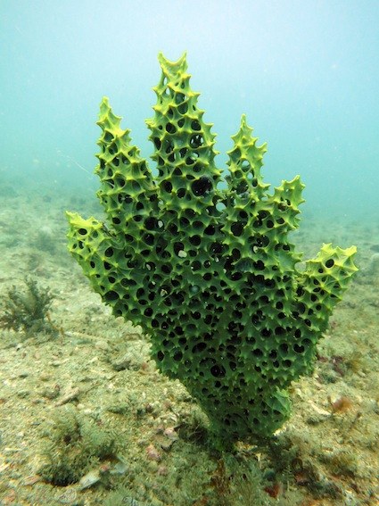 Dive Sites & Wrecks 34
