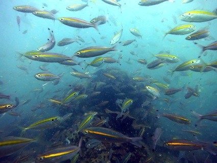 Dive Sites & Wrecks 36