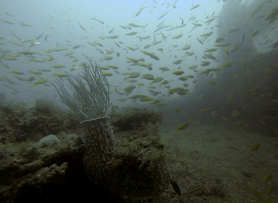 Dive Sites & Wrecks 44