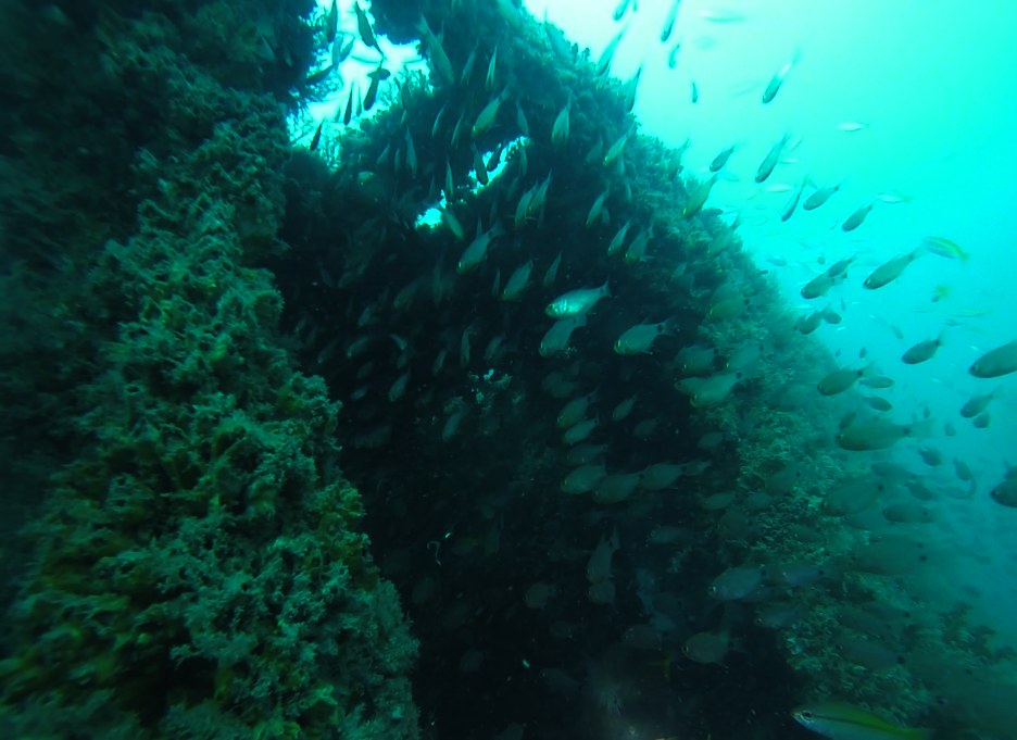 Dive Sites & Wrecks 50