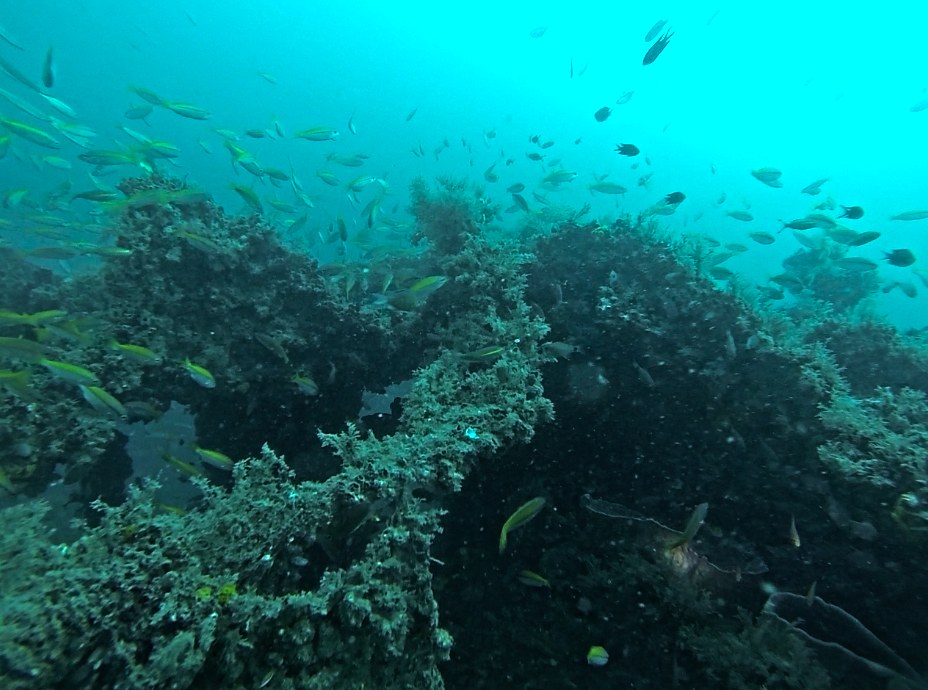 Dive Sites & Wrecks 51
