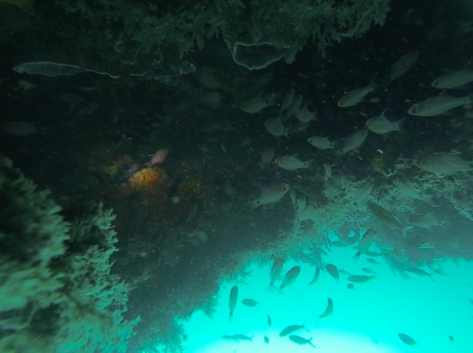 Dive Sites & Wrecks 52