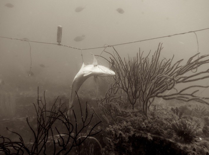Dive Sites & Wrecks 53