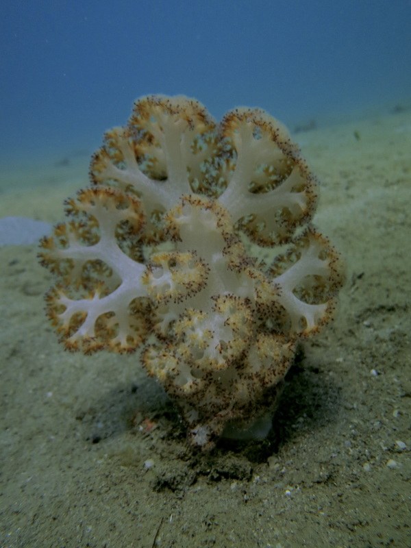 Dive Sites & Wrecks 63