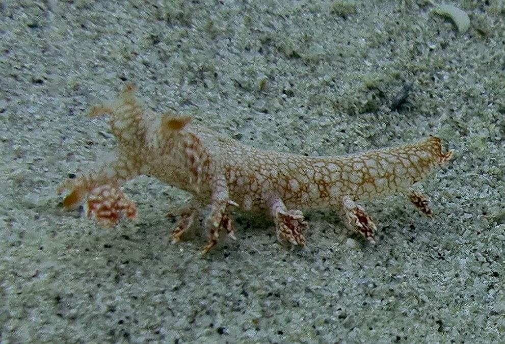 Dive Sites & Wrecks 65