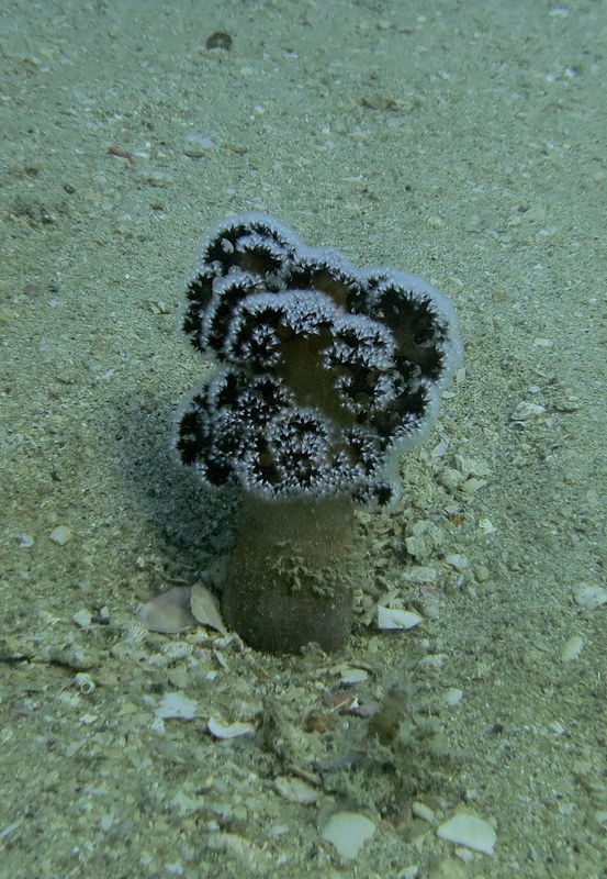 Dive Sites & Wrecks 66