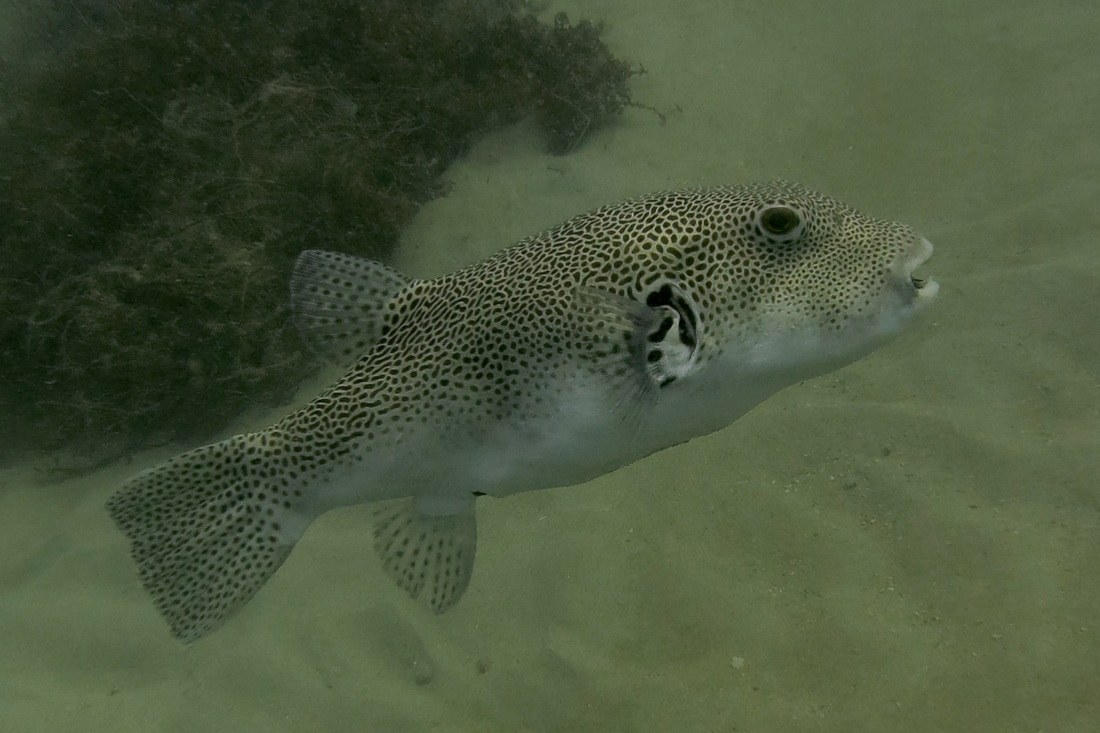 Dive Sites & Wrecks 67