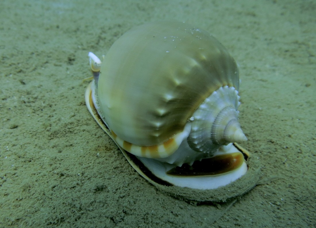 Dive Sites & Wrecks 68