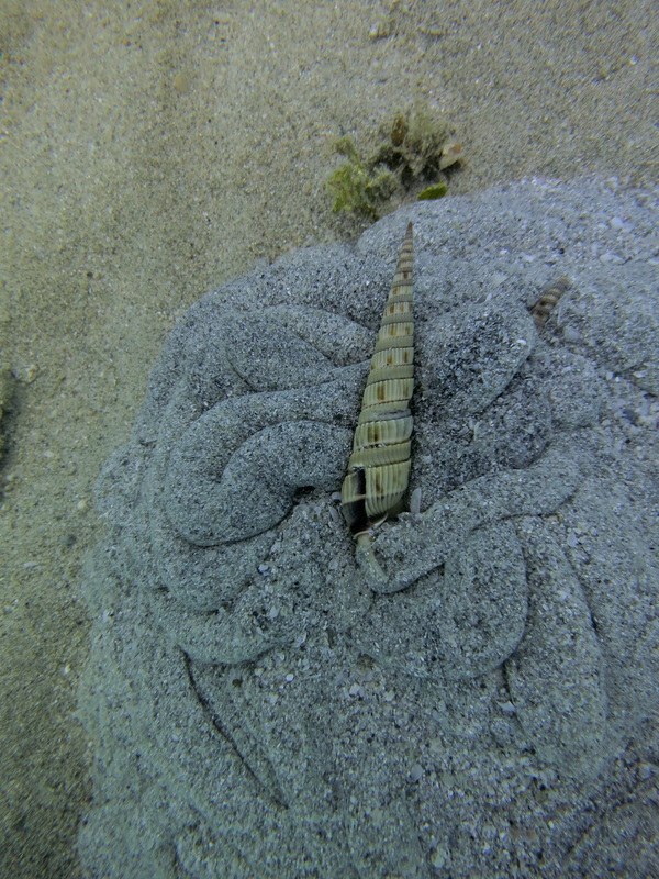 Dive Sites & Wrecks 69