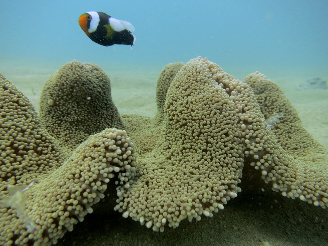 Dive Sites & Wrecks 71
