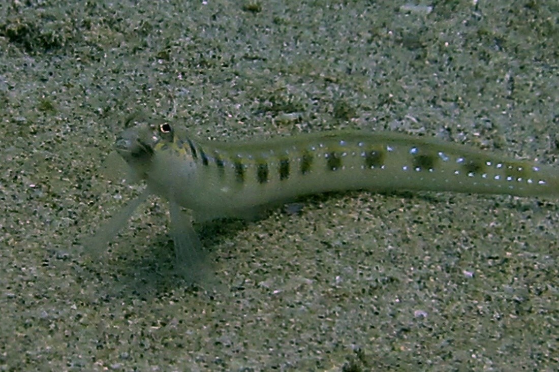 Dive Sites & Wrecks 73