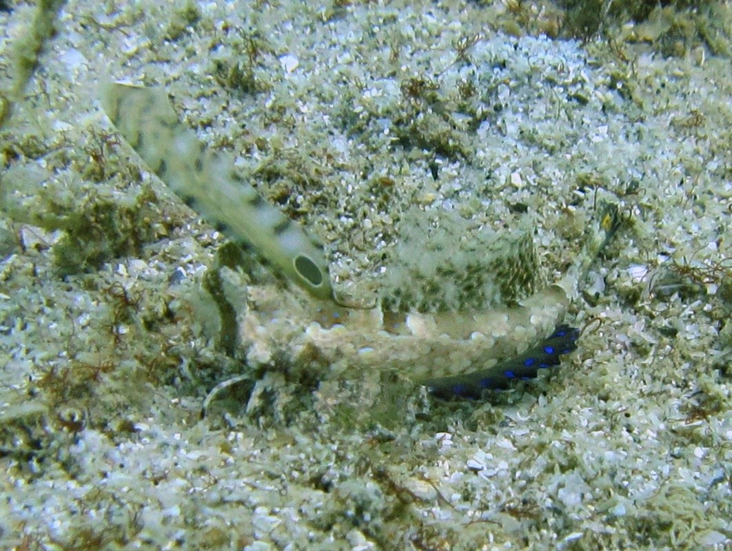 Dive Sites & Wrecks 75