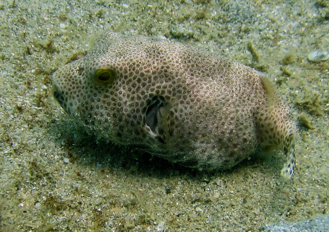 Dive Sites & Wrecks 76