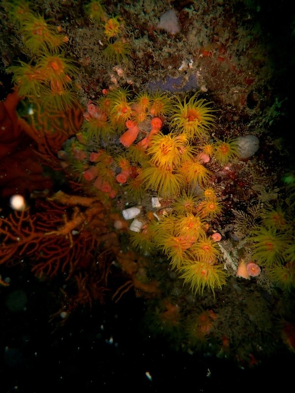 Dive Sites & Wrecks 78