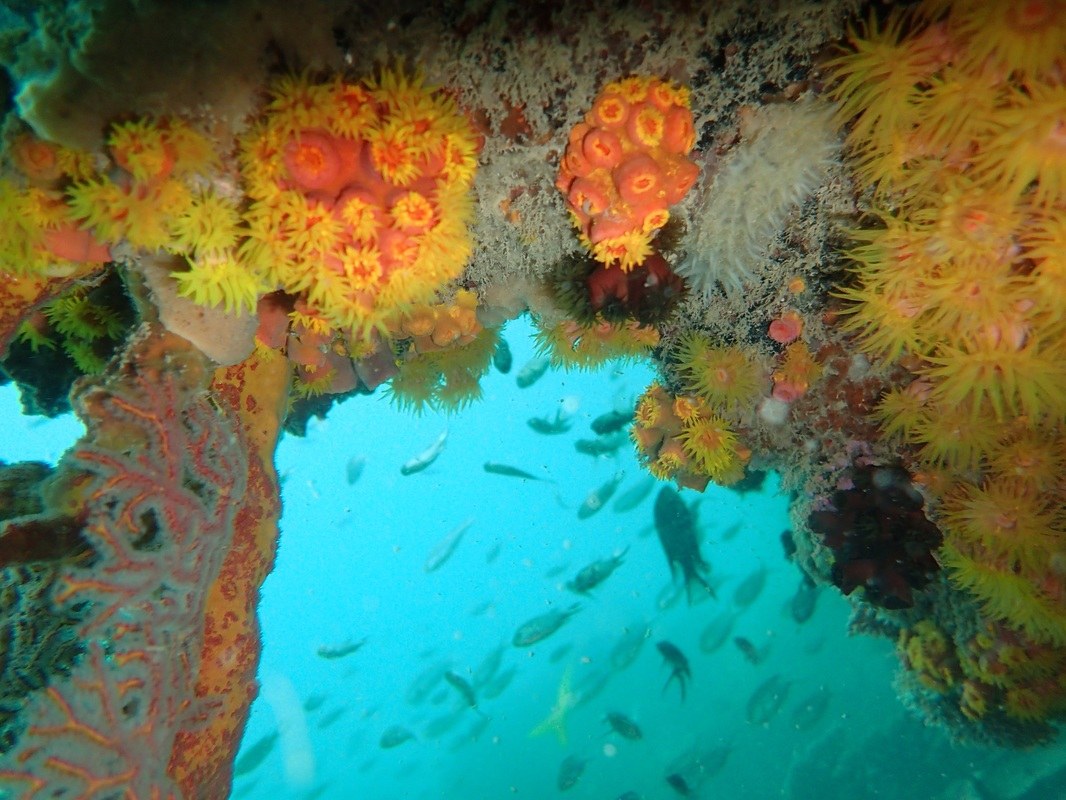 Dive Sites & Wrecks 84