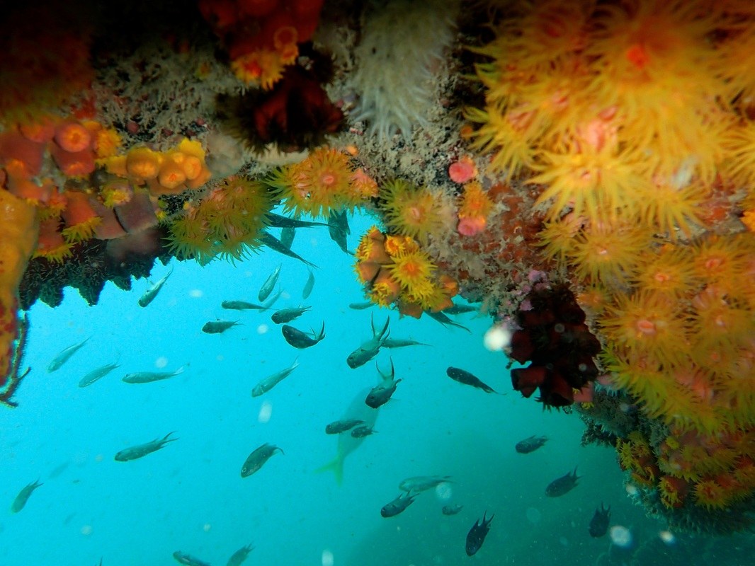 Dive Sites & Wrecks 85
