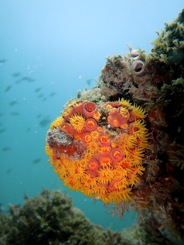 Dive Sites & Wrecks 86