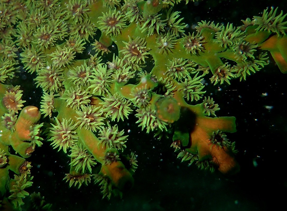Dive Sites & Wrecks 87
