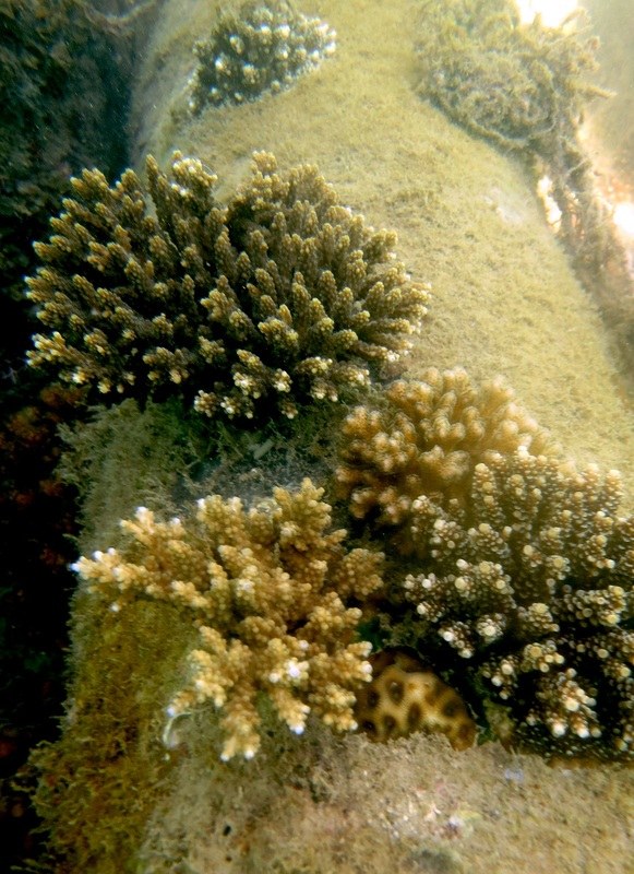 Dive Sites & Wrecks 88
