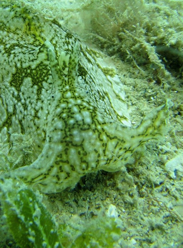 Green Sea Hare