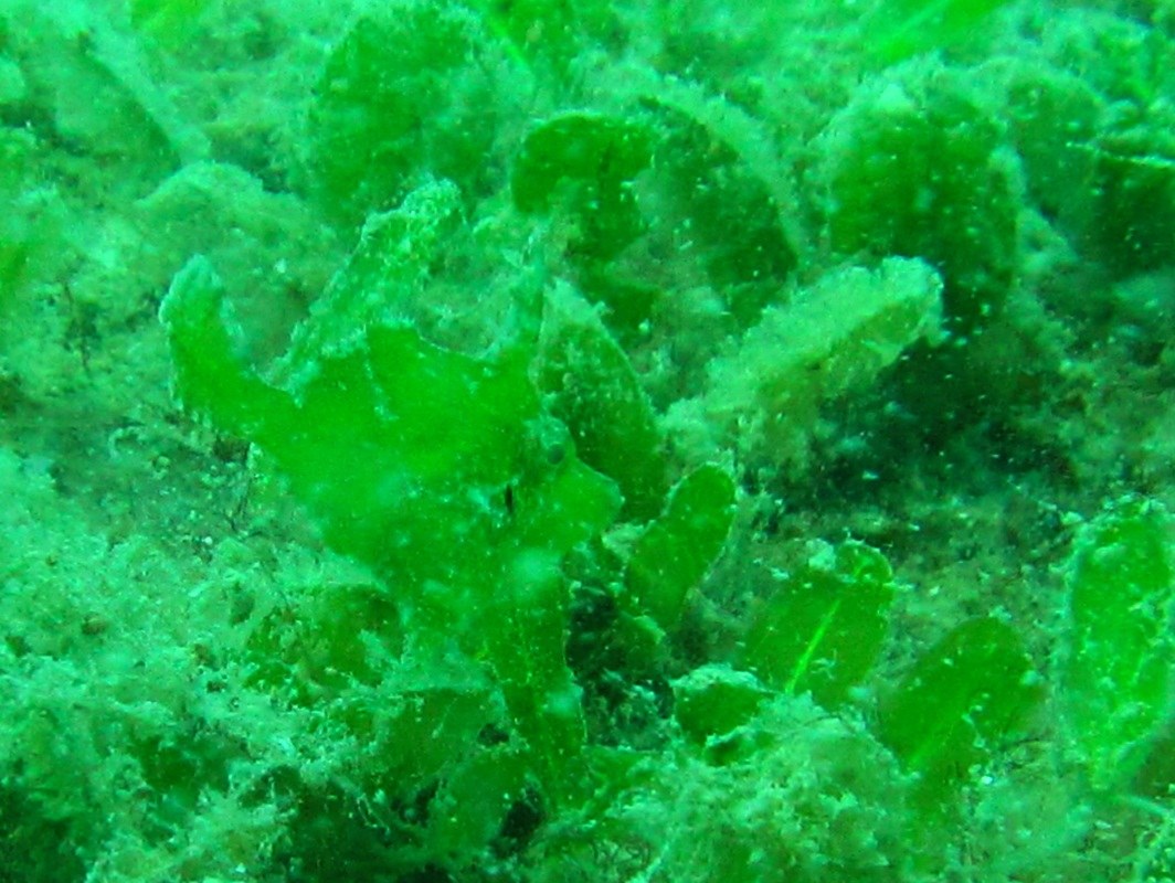 Juvenile filefish