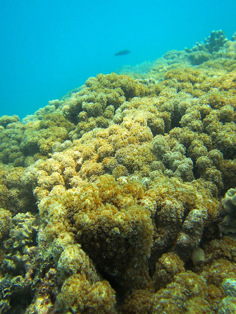 Healthy hard coral colony, Merapas