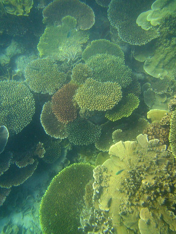 Coral colony, Merapas reef