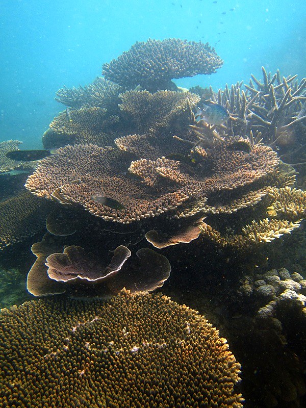 Branching coral formation, Merapas