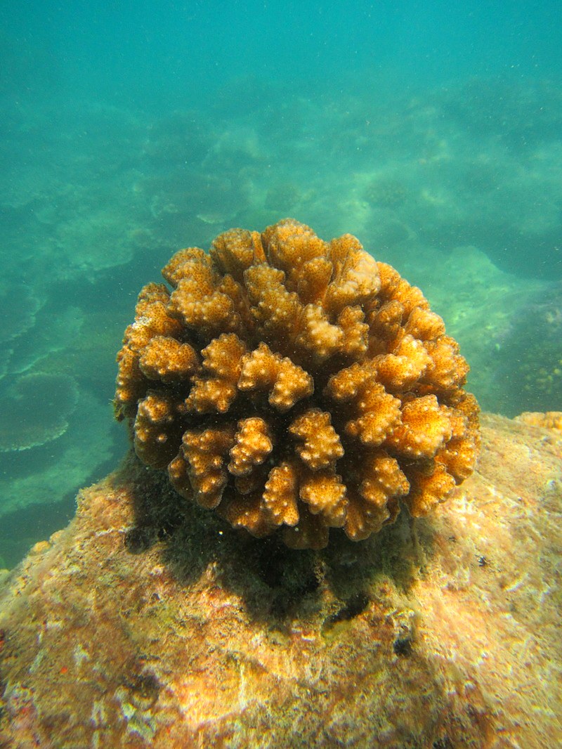 Vivid gold coral head, Merapas