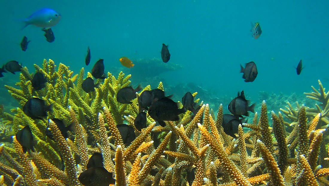 Fish schooling over staghorn coral, Merapas