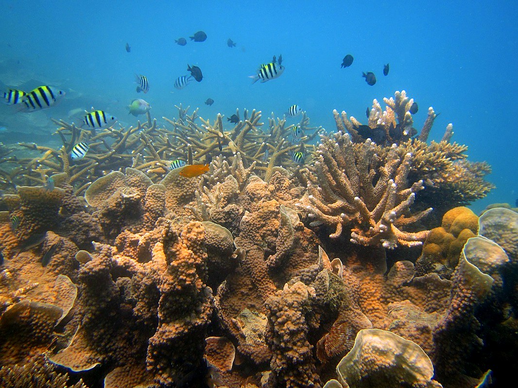 Wide reef scene with fish and coral, Merapas