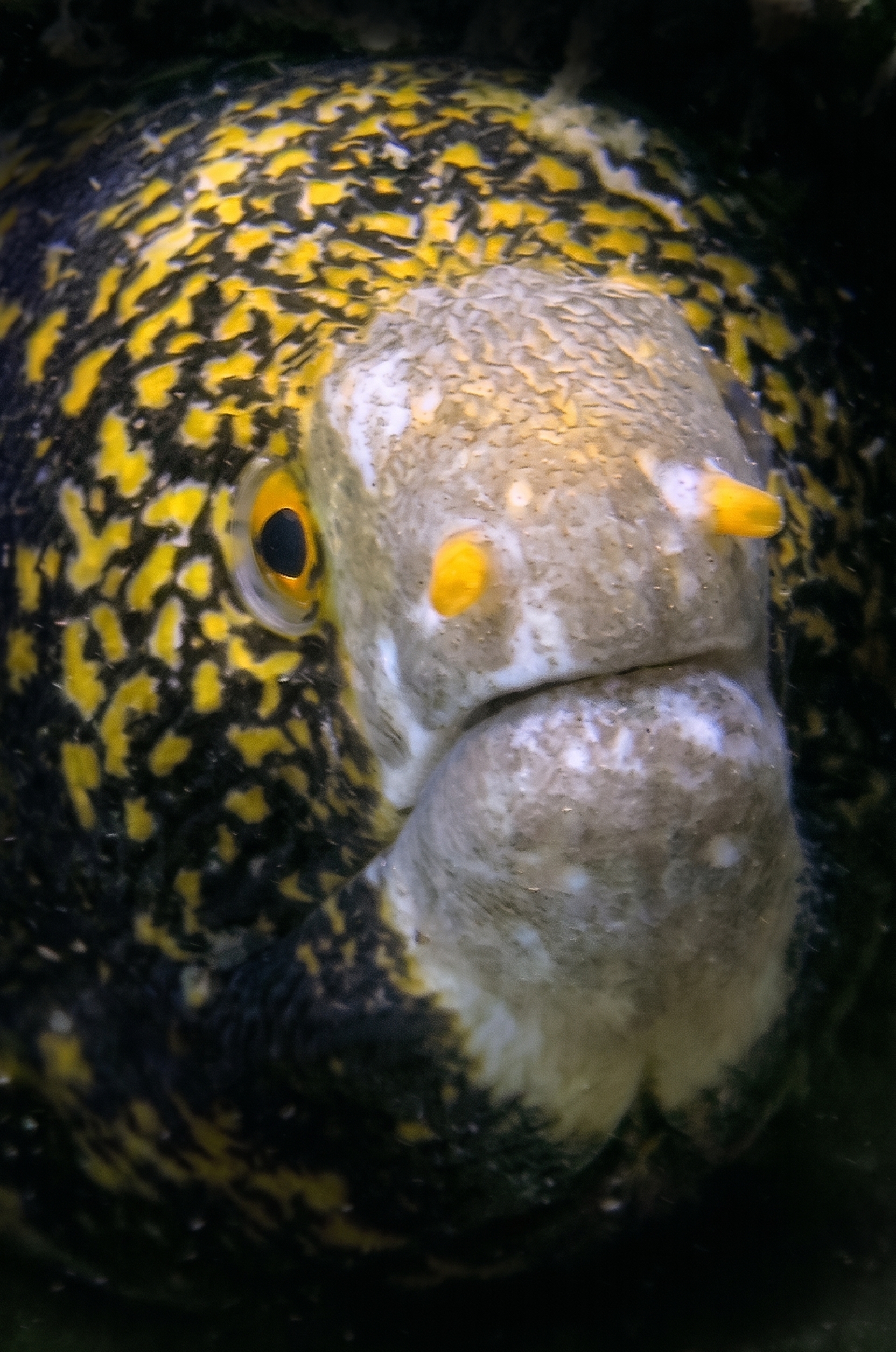 Moray eel
