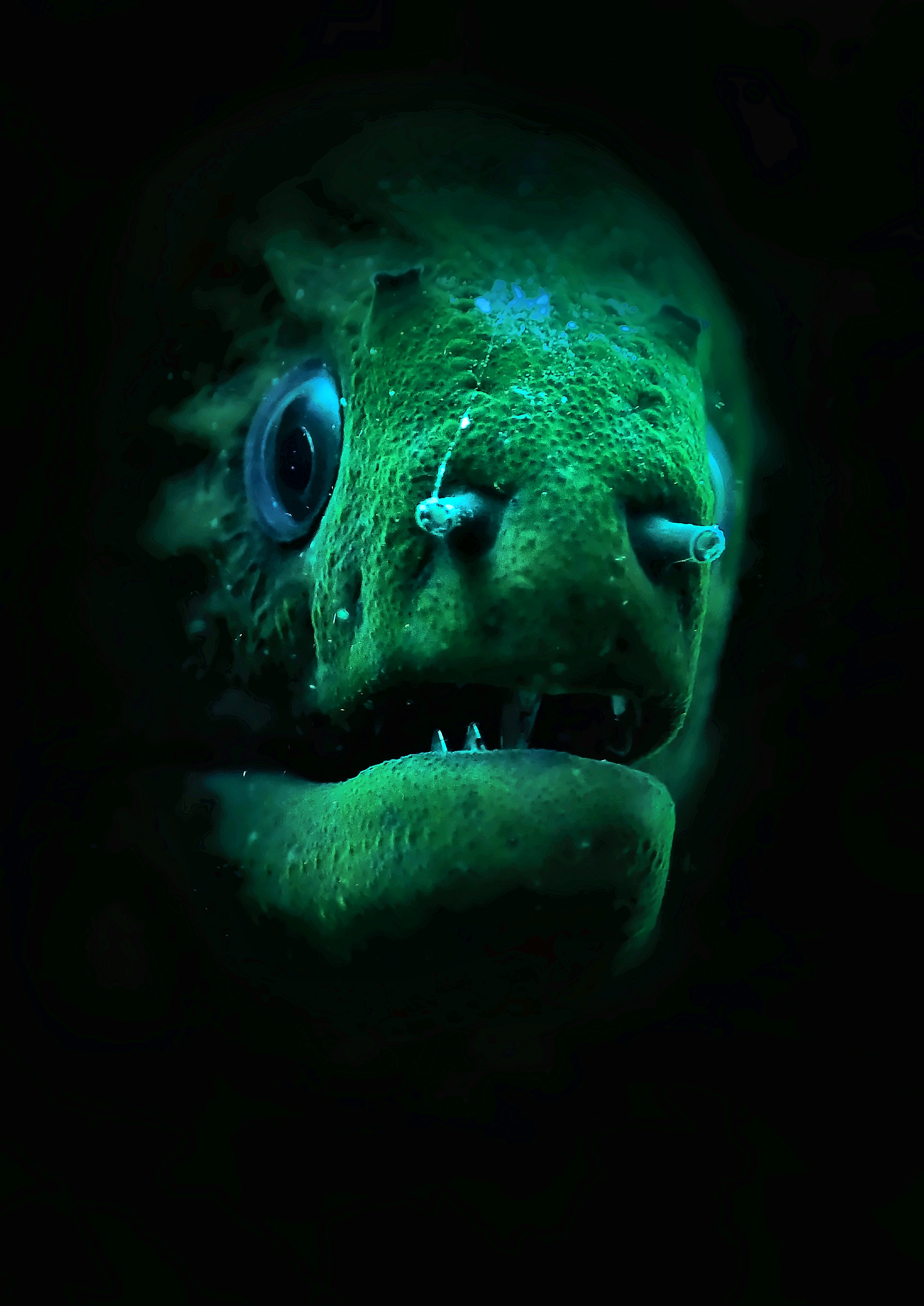 Moray eel