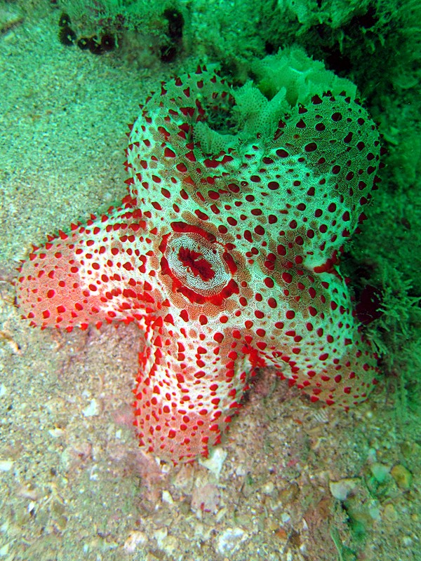 An unidentified seastar species, red and white with dark spots, photographed at Nikoi in December 2011