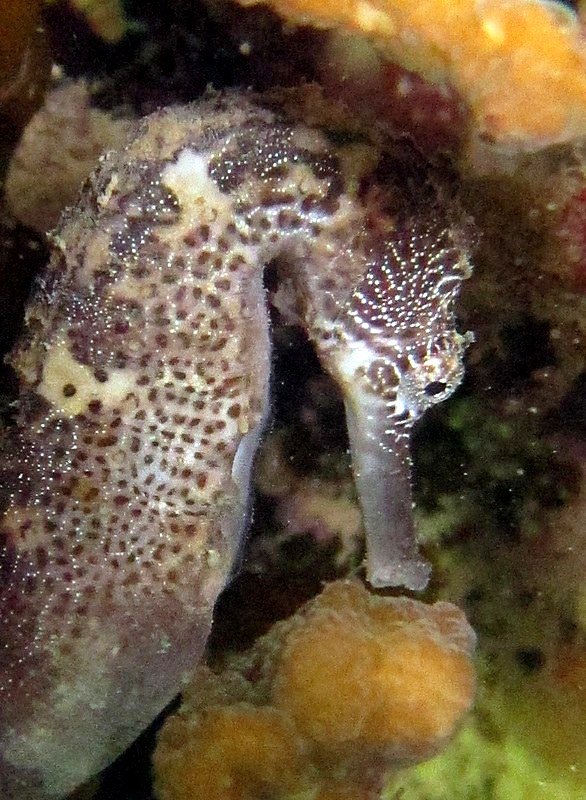 Seahorse, Nikoi reefs