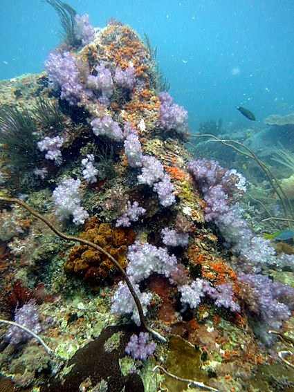 Soft coral garden, Nikoi reefs