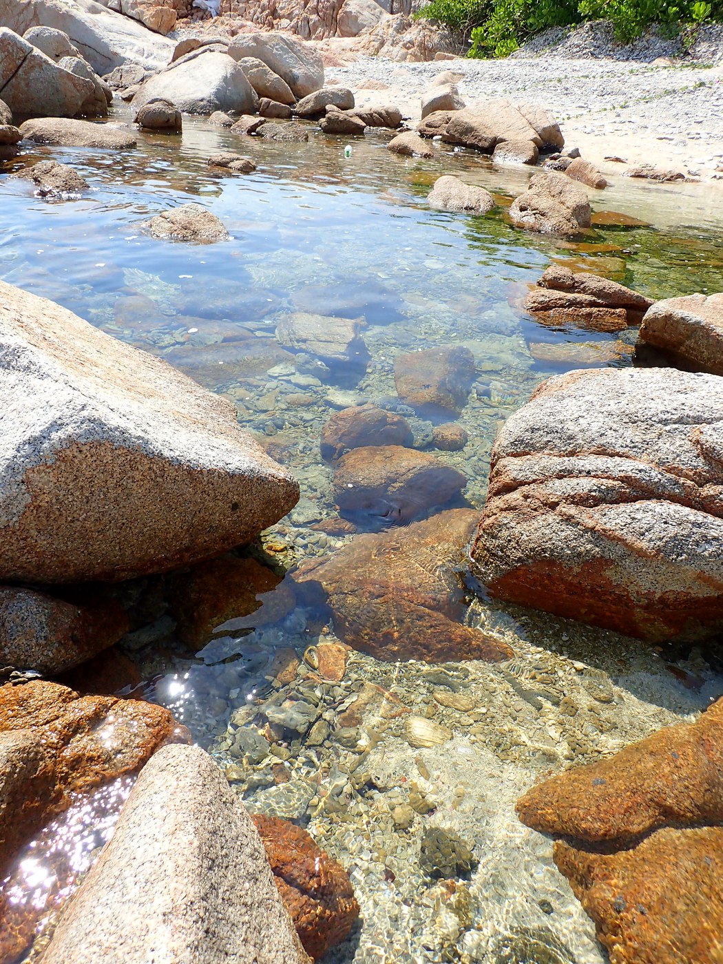 Rocky tide pool, Penyusuk