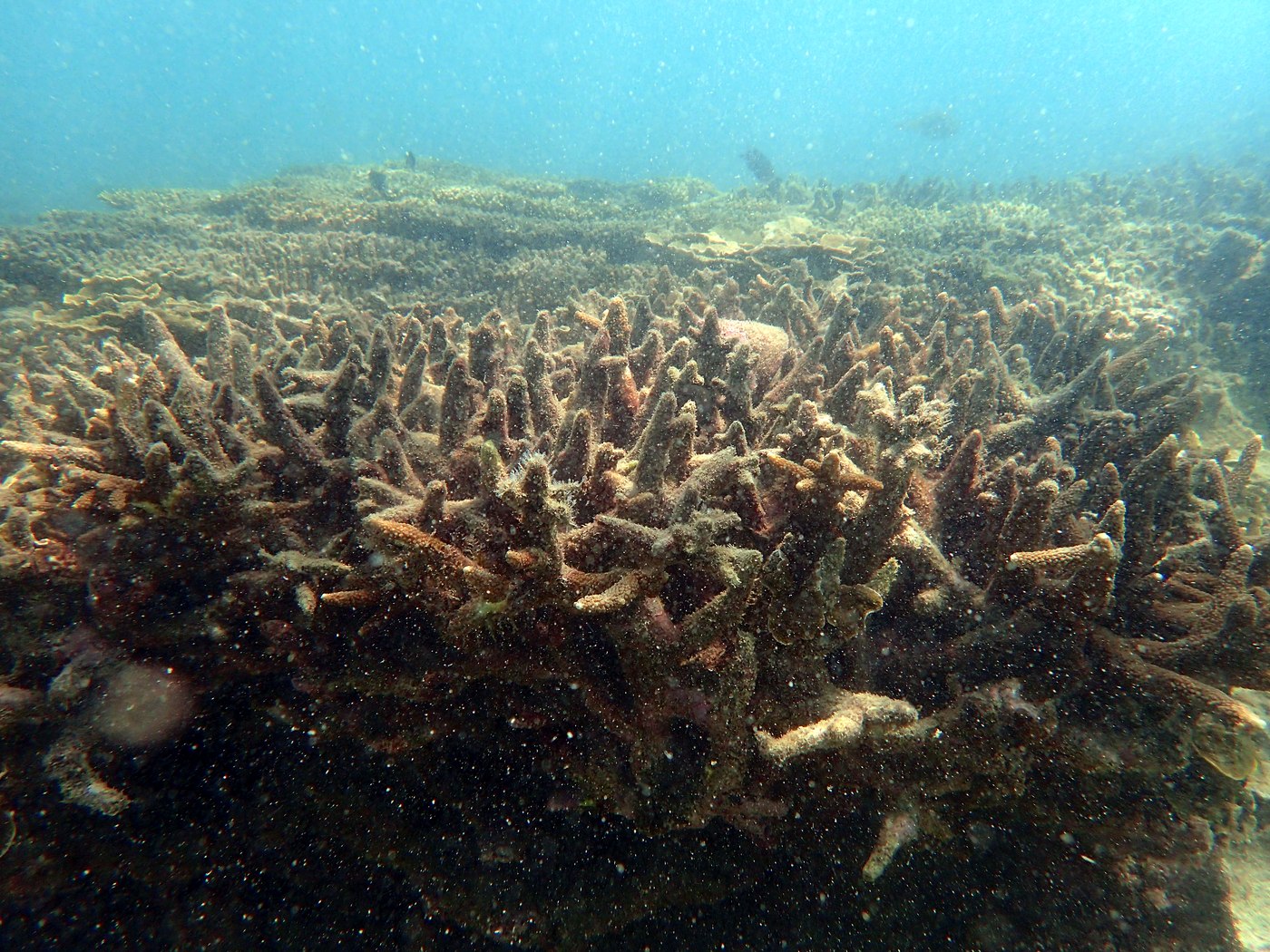Reef Survey