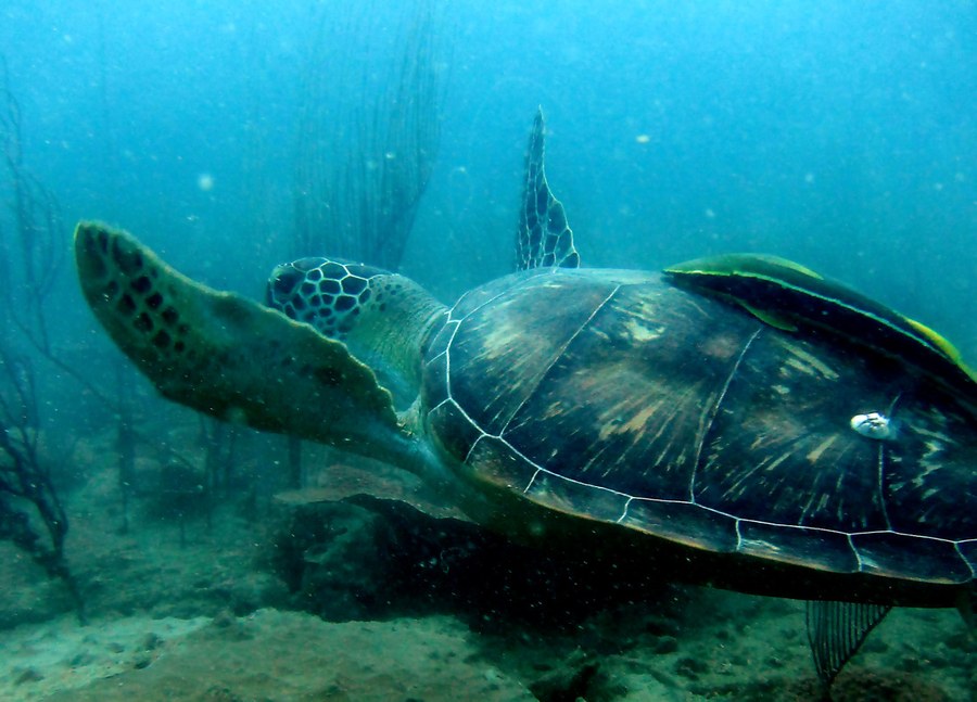 Conservation Surveys