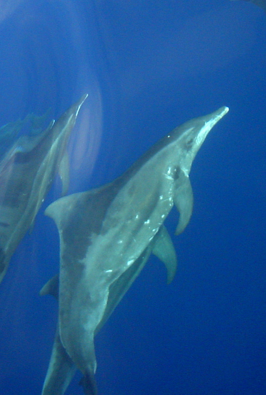 Whales & Dolphins