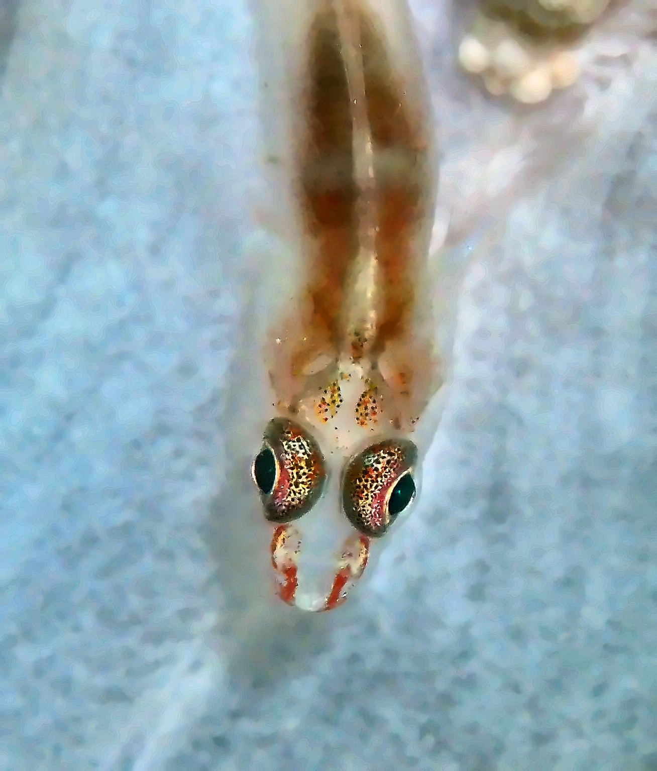 Goby close-up