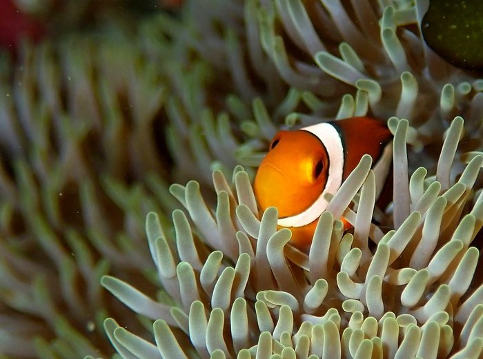 Clownfish in anemone, Teluk Bakau