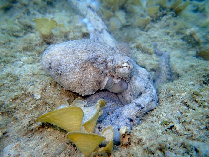Camouflaged octopus, Teluk Bakau