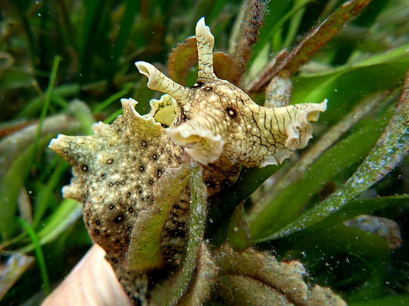 Teluk Bakau seagrass bed 3